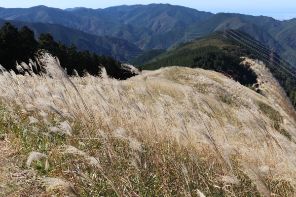 View of Japanese pampas grass on Mt. Iwawaki