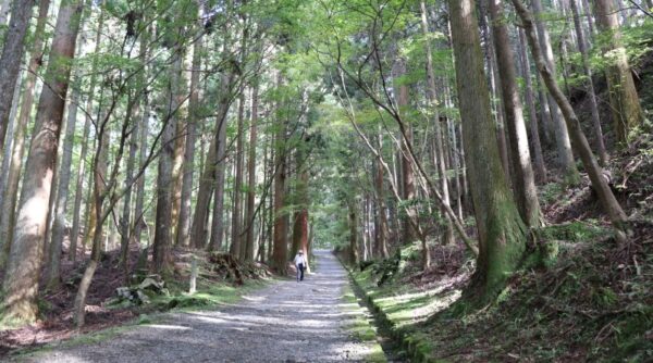 The forest in Hieizan