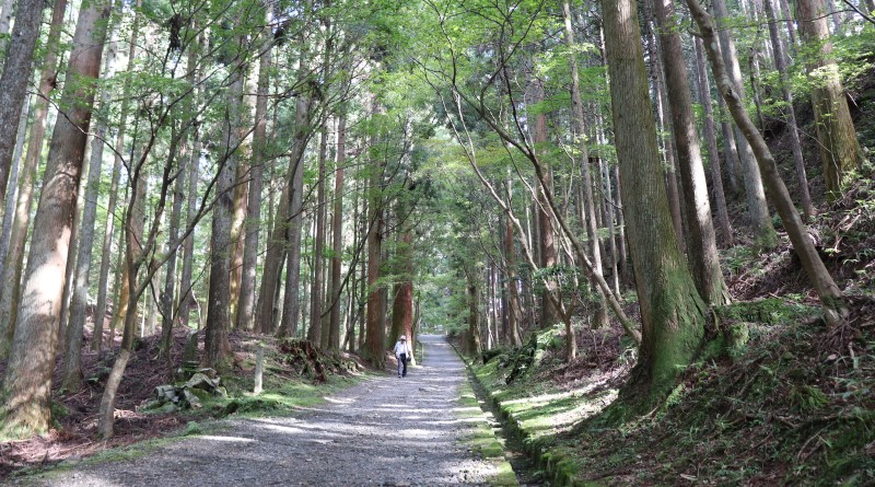 The forest in Hieizan