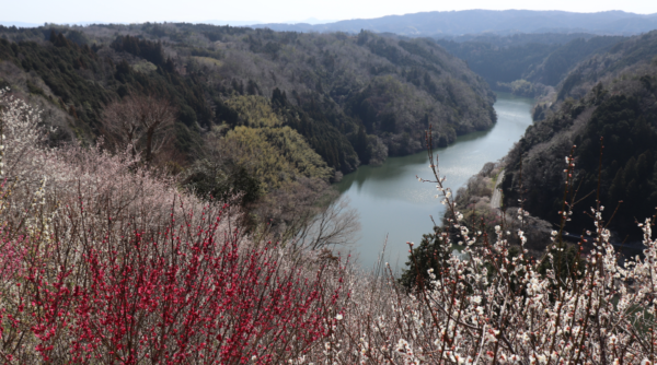 tsukigase plum grove