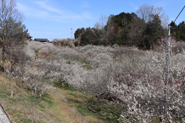 Rows of plum blossoms at the Tsukigase Plum Grove