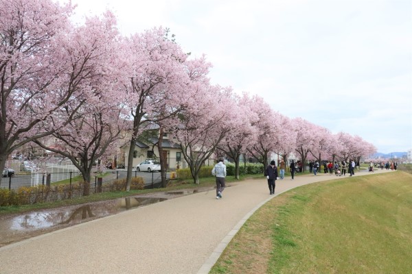 Cherry blossoms at Sayama Pond