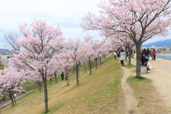 Cherry blossoms at Sayama Pond