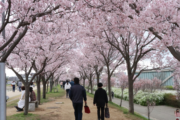 Cherry blossoms tunnel