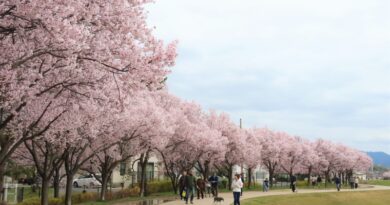 sayama pond and sakura