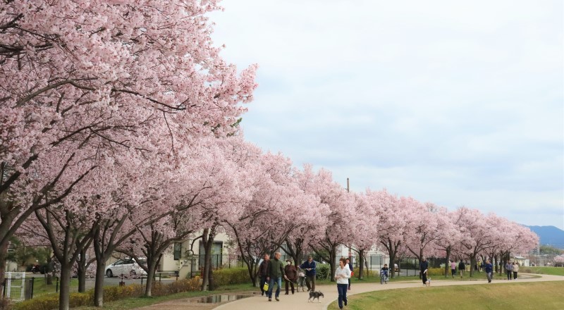 sayama pond and sakura