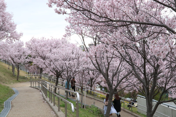 Springtime at Sayama Pond