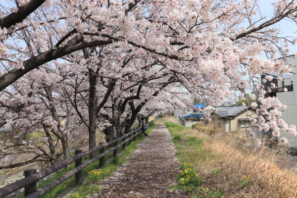 Cherry blossoms along the Takada Senbonzakura