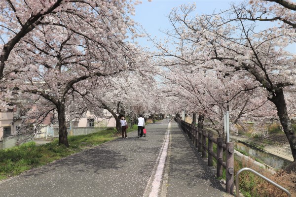 Sotuh Onaka Park of the Takada Senbonzakura