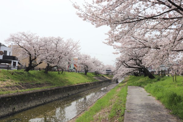 高田千本桜と高田川