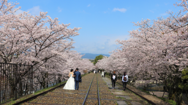 Keage incline and sakura