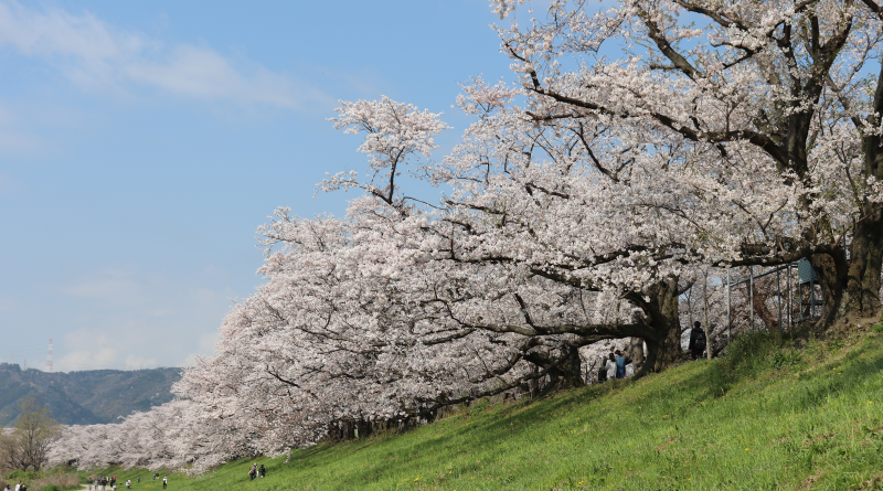 sewari-tei and sakura