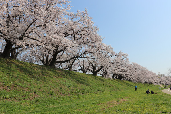 Row of cherry blossom trees along Sewaritei