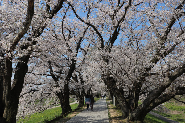 Cherry blossom trees along the Sewaritei in Kansai, Japan