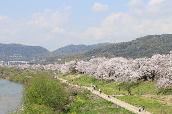 Sewaritei during spring time