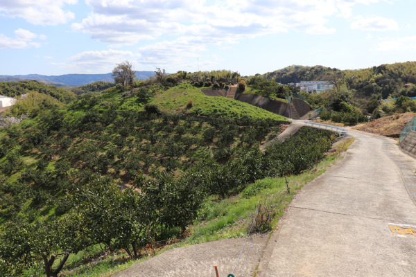 Tangerine fields in Idakiso on the Kumano Kodo Kiiji Trail