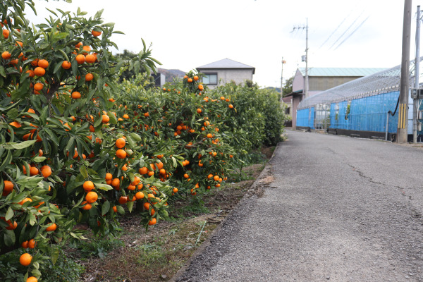 紀伊路沿いのみかんの木。