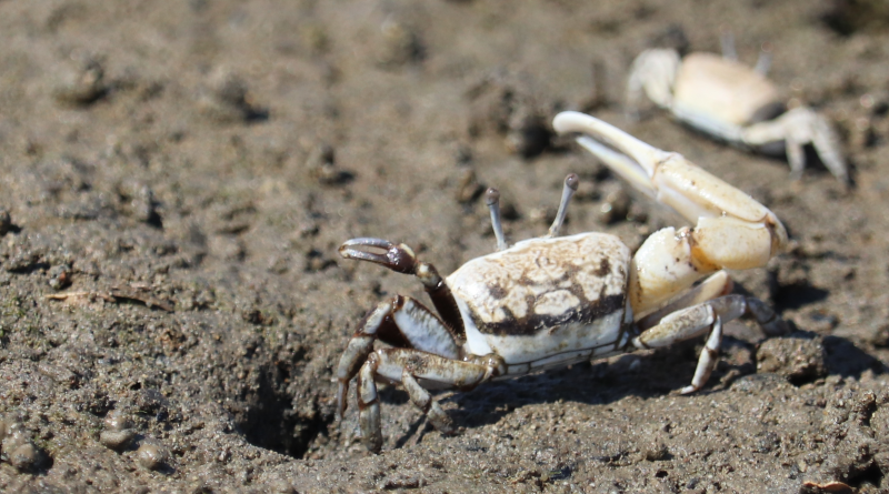 fiddler crub in the Onosato River