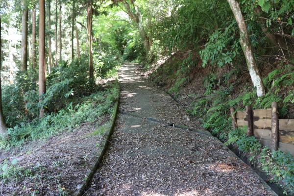 Path in the forest near Hasedera 