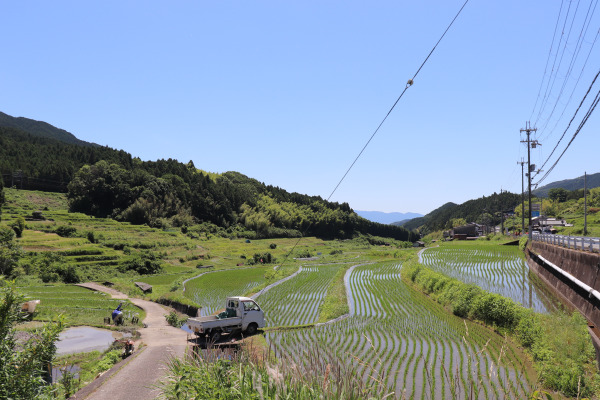 rice paddy along the Hase Kaido