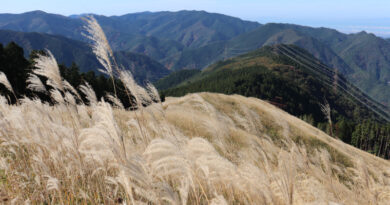 岩脇山のススキ