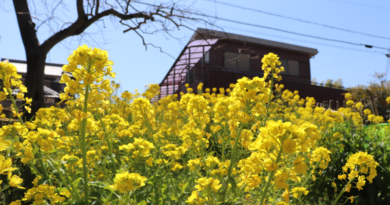 nanohana flower on the Yamanobe no Michi