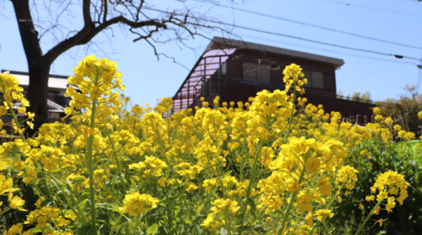 nanohana flower on the Yamanobe no Michi