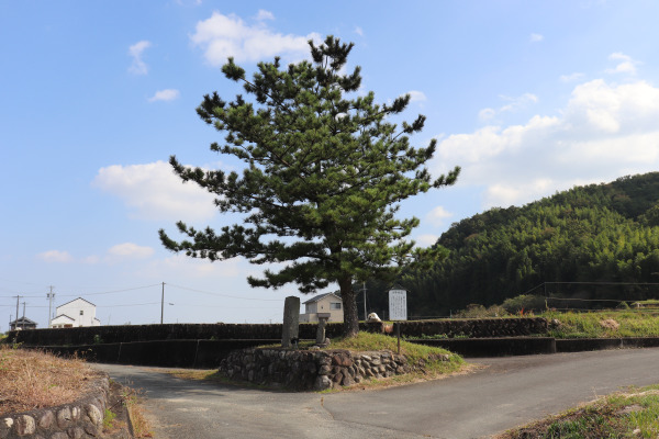 Pine tree that Ise Saburo climbed to observe his opponents 