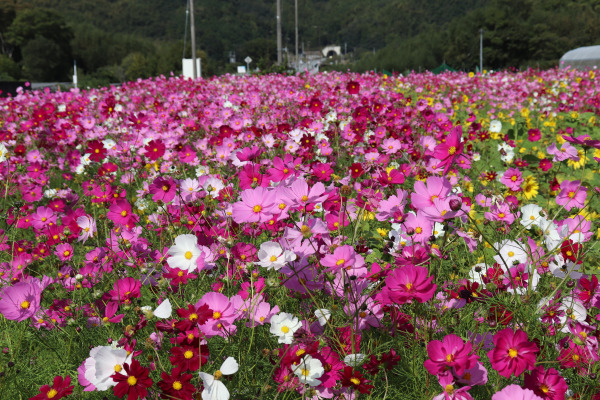 community flower garden onthe Ise Honkaido
