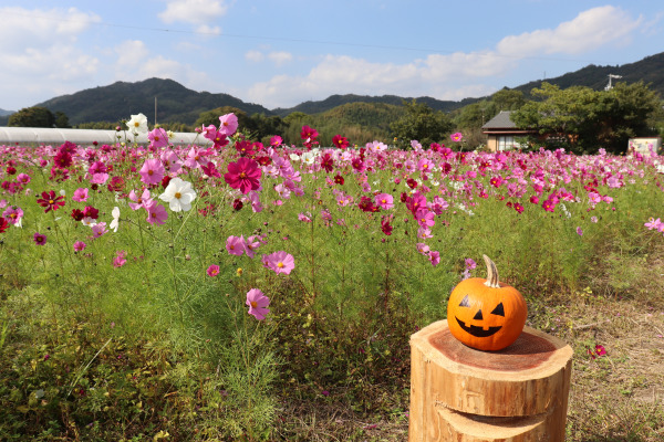 Jack o' lantern and cosmos 