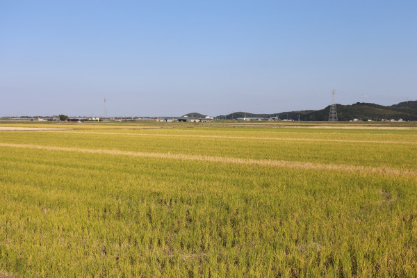 Beautiful rice field in Taki 