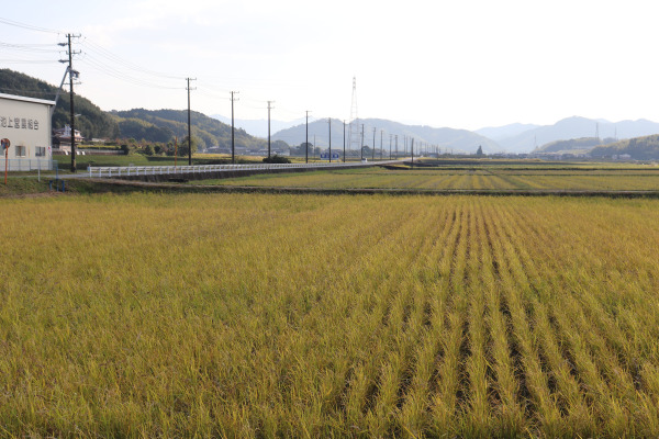 Beautiful rice field view from Ise Honkaido 