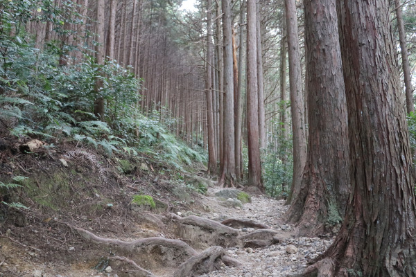 Trail to Mt. Iwawaki