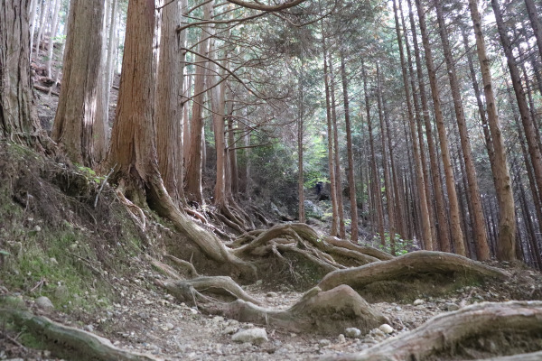 Trail to Mt. Iwawaki