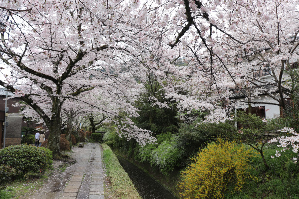 Blooming cherry blossoms along the Philosopher's Path in Kyoto
