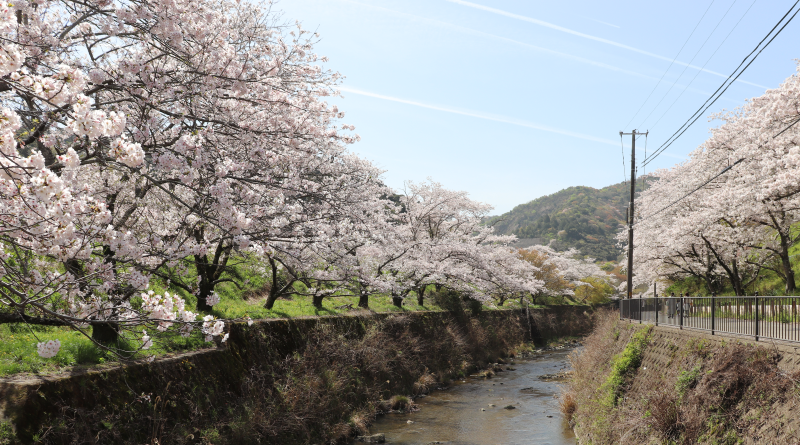 sakura in yamanakadani