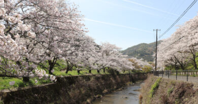 山中渓の桜