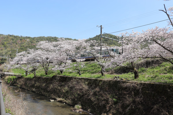 cherry blossoms at Yamanakadani