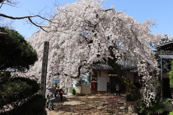 地福寺の桜