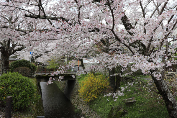 Blooming cherry blossoms by the Philosopher's Path