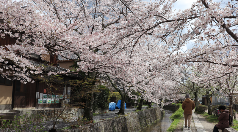 philosopher's path Kyoto, Japan