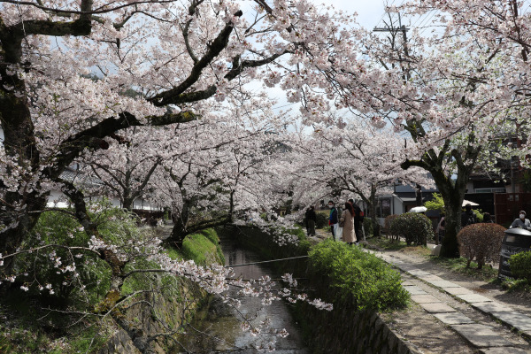 Philosopher's Path, Kyoto