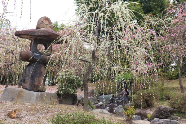 城南宮の枝垂れ梅