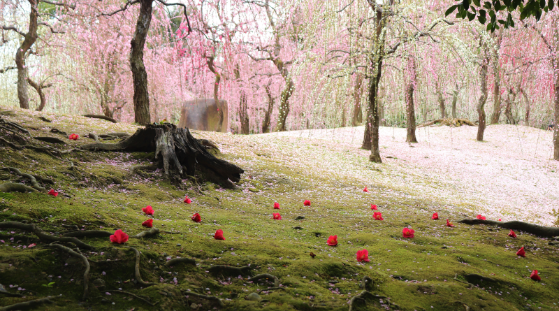 plum garden in Jonangu, Kyoto, Japan