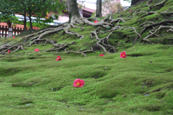 椿と苔のコントラスト