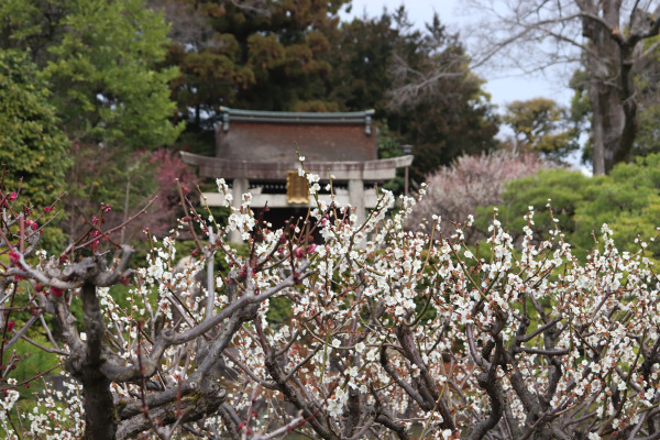 城南宮の梅