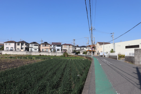 貝塚のたまねぎ畑