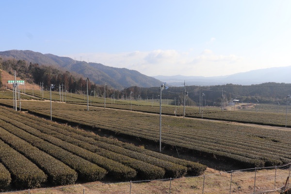 tea fields in Ujitawara near Uji, Japan