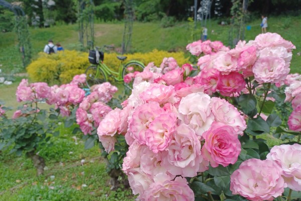Roses in Utsubo Park