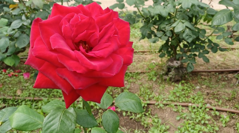 rose in Utsubo Park